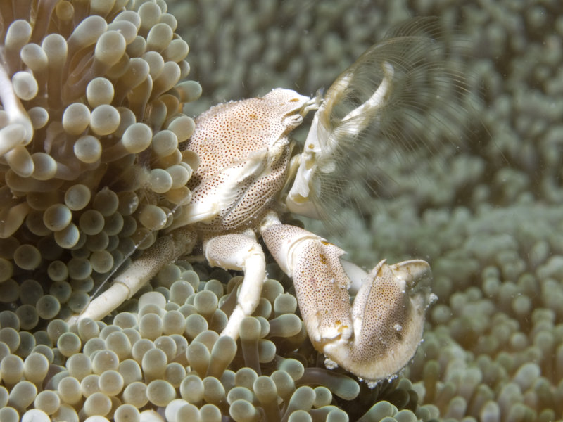 Porcelain Crab, Mabul, Paradise 1 and 2